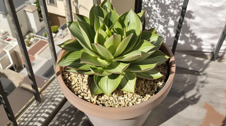 Cette succulente de balcon quasi increvable supporte la sécheresse et la canicule et s&rsquo;imposera dans les jardins français cette année
